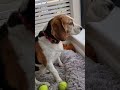 What Sounds Does a Beagle Make?