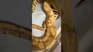 Famous Another Lock 🐍🔒 #shorts #ballpython #breeding #like #share #subscribe #trusttheprocess Profile