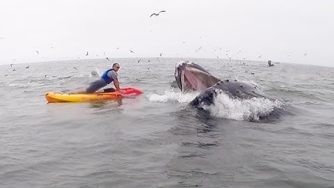 Humpback Whale Crashes 22 for 22 Pushup Challenge: PTSD Awareness