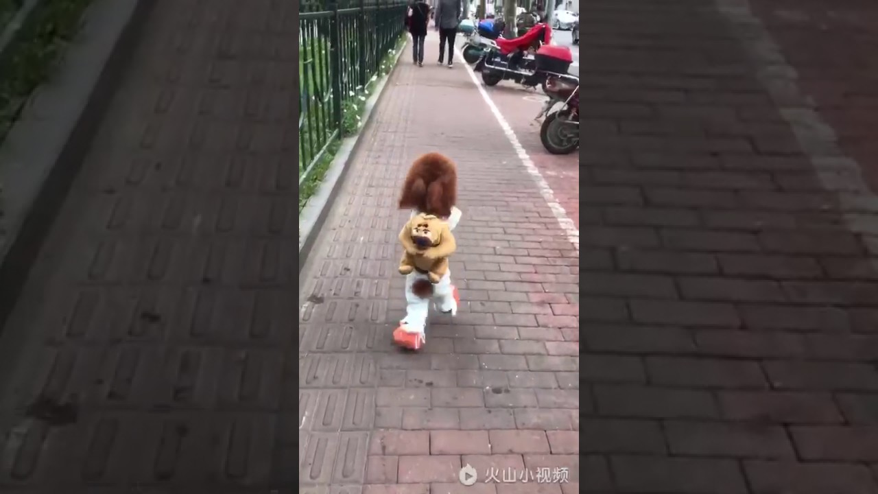 собака в платье смешная. собачка которая ходит на задних лапах. собачка на задних лапках. собака которая ходит на задних. собачка ходит на задних.