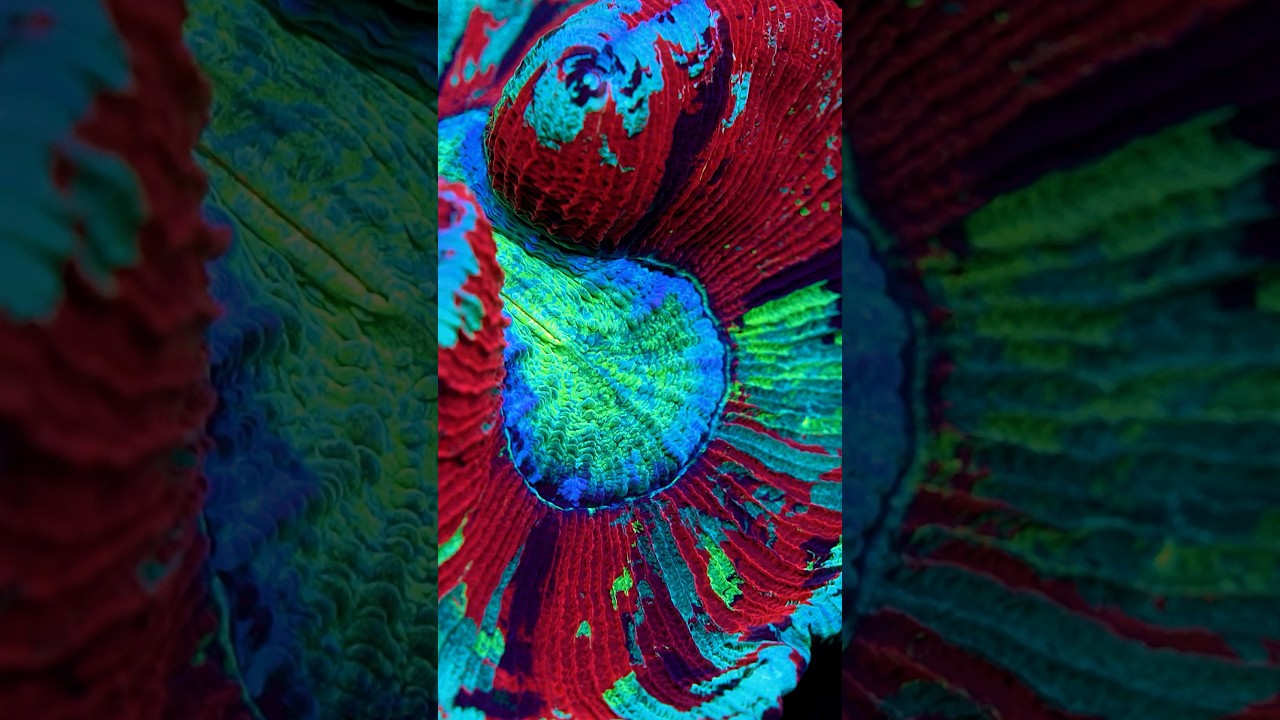 These VIC'S PICKS Colonies will blow your mind! #worldwidecorals #fromourreeftoyours