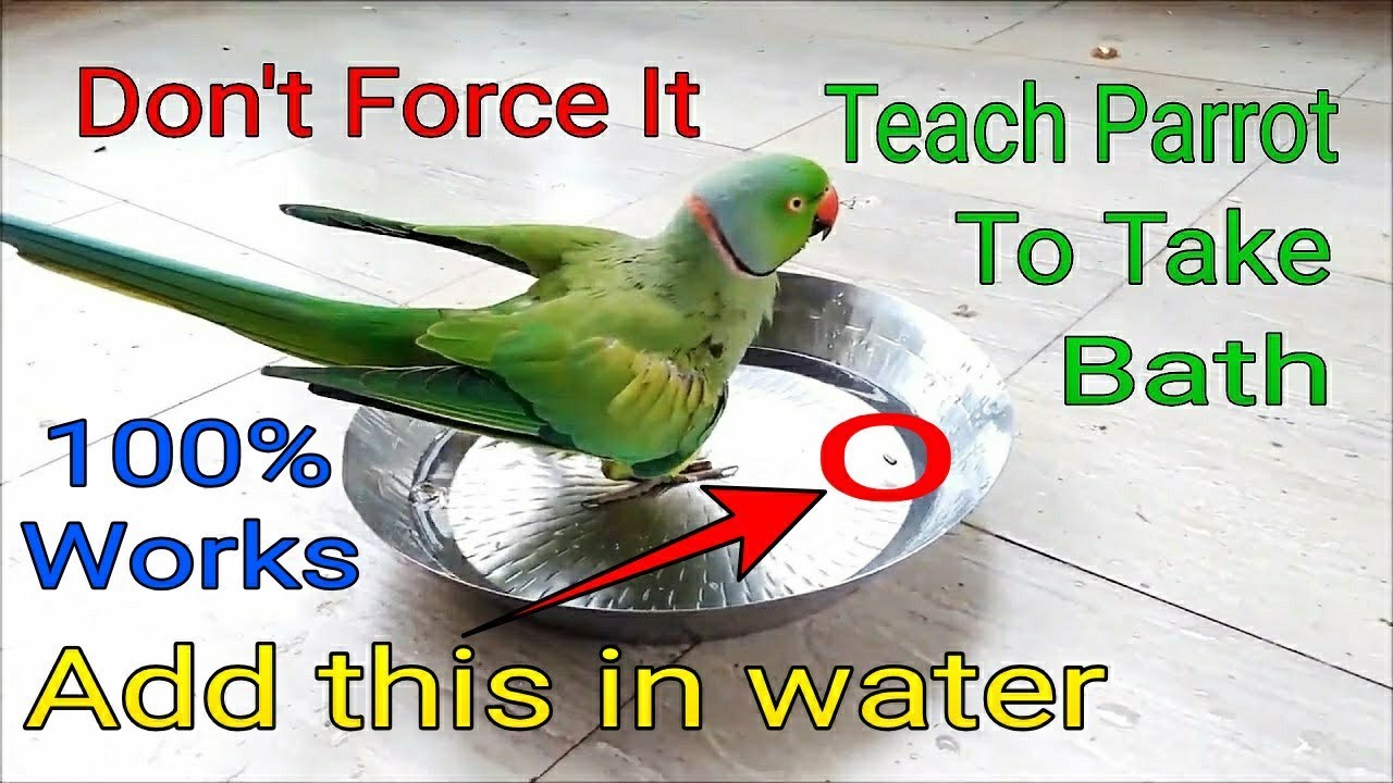 What to do if your parrot do not take shower. How to shower/bath your parrot.