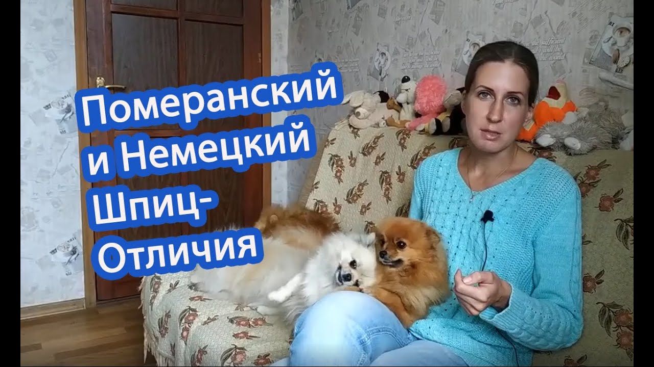 Немецкий и Померанский шпиц- Отличия. Как делятся по размеру немецкие шпицы.  - YouTube