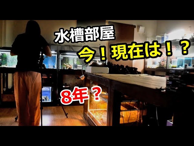 水槽部屋 さぼりギャラリー 約一ヶ月 現在の状況 Youtube