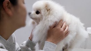 The Sick Puppy Comforted Mom by Wiping Her Tears!