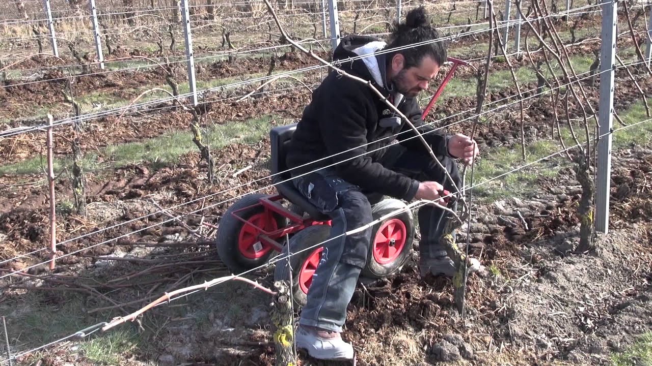 FSV Vinterbeskärning mars 2016