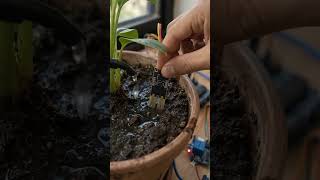 The Plant Was Drowning But the Pump Was Innocent