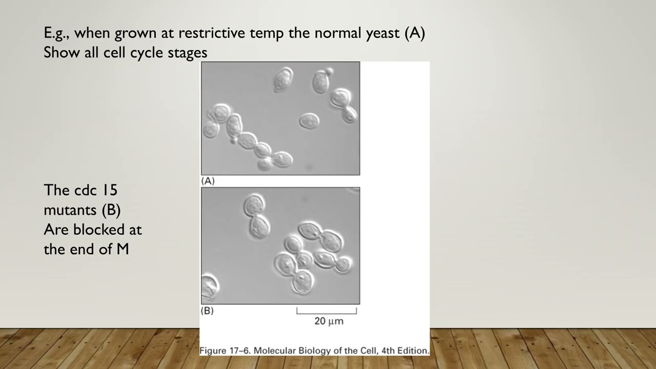 клеточный цикл и система его контроля