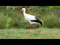 White stork walking