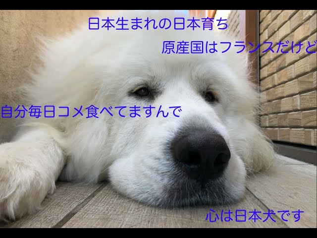 食事の様子 グレートピレニーズ