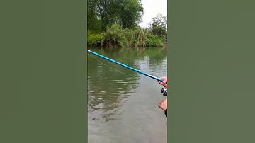 Câu "Lure" Cá Mương Lại Dính Cá "Rô Phi"...#shorts #câulure #lurefishing