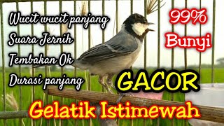 Masteran Gelatik Batu Gacor wucit wucit panjang untuk memancing bunyi dan birahi gelatik bahan