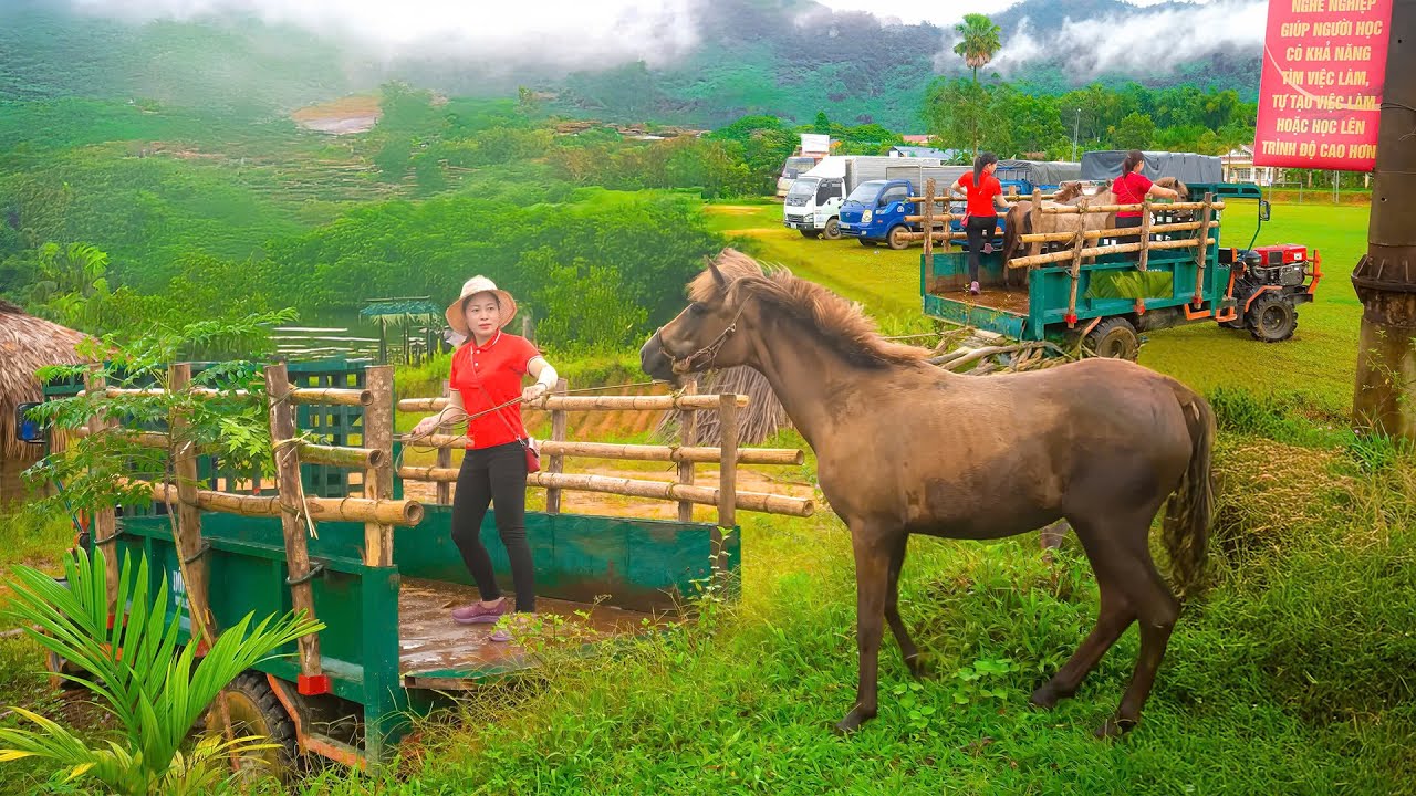 Use Truck Transport Horse Go To Countryside Market Sell - Truck Driver Girl - Farm Life - New Life