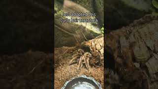 My first ever tarantula! Probably going to name her Ungoliant or Shelob. She's four months old :)