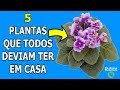  5 plantas que todos deveriam ter em casa  s dicas naturais