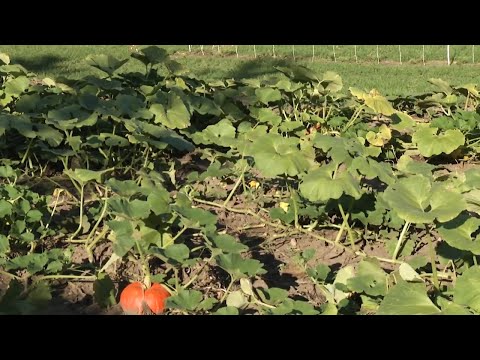 ვიდეო: ინფორმაცია გოგრის ფერფლის შესახებ - შეიტყვეთ გოგრის ფერფლის მოვლის შესახებ პეიზაჟში