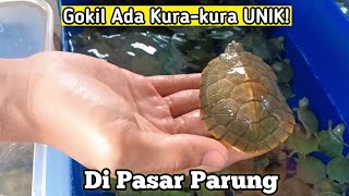 EXCLUSIVE! THE ONLY TURTLE SELLER IN PARUNG ORNAMENTAL FISH MARKET - LATEST PRICES