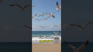 Impronte Misteriose: Segreti della Spiaggia Svelati
