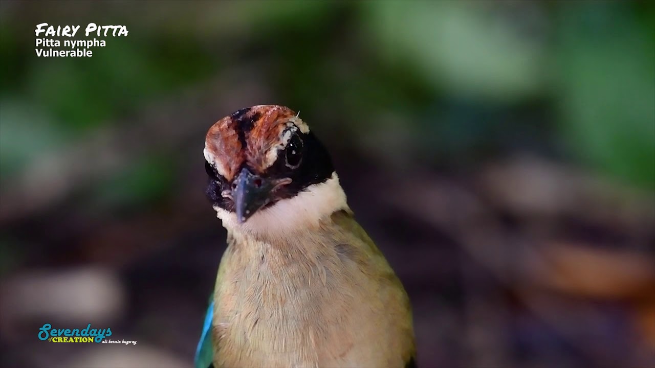 FAIRY PITTA FANTASY: KOH MUN NAI closer to nature ep6 