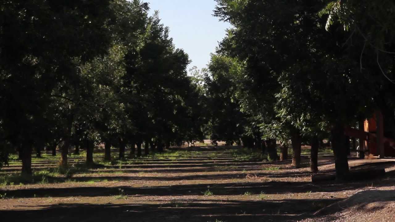 New Mexico Pecan Industry Booming YouTube