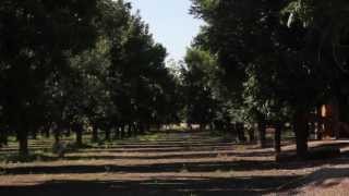 New Mexico Pecan Industry Booming