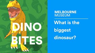 Dino Bites What Is The Biggest Dinosaur?