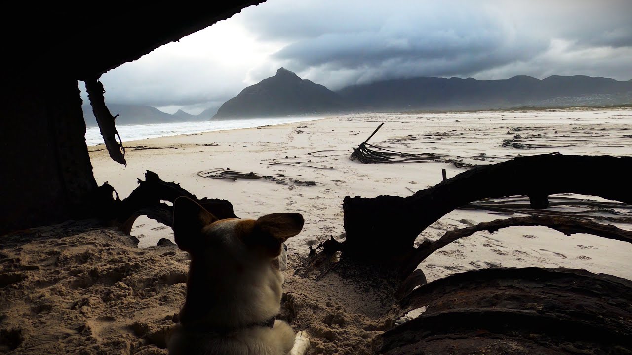 Ziggy the Rescue Dog