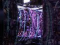 The Entropy Core: Engineered for the Elite ⚙️💎 #Shorts #Cyberpunk #Techwear