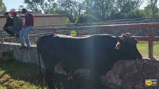 PLAZA GANADERA ATOTONILCO HIDALGO-TOROS DE LUJO,UNA PLAZA PEQUEÑA QUE ALGUN DIA FUE GRANDE(APOYENLA)