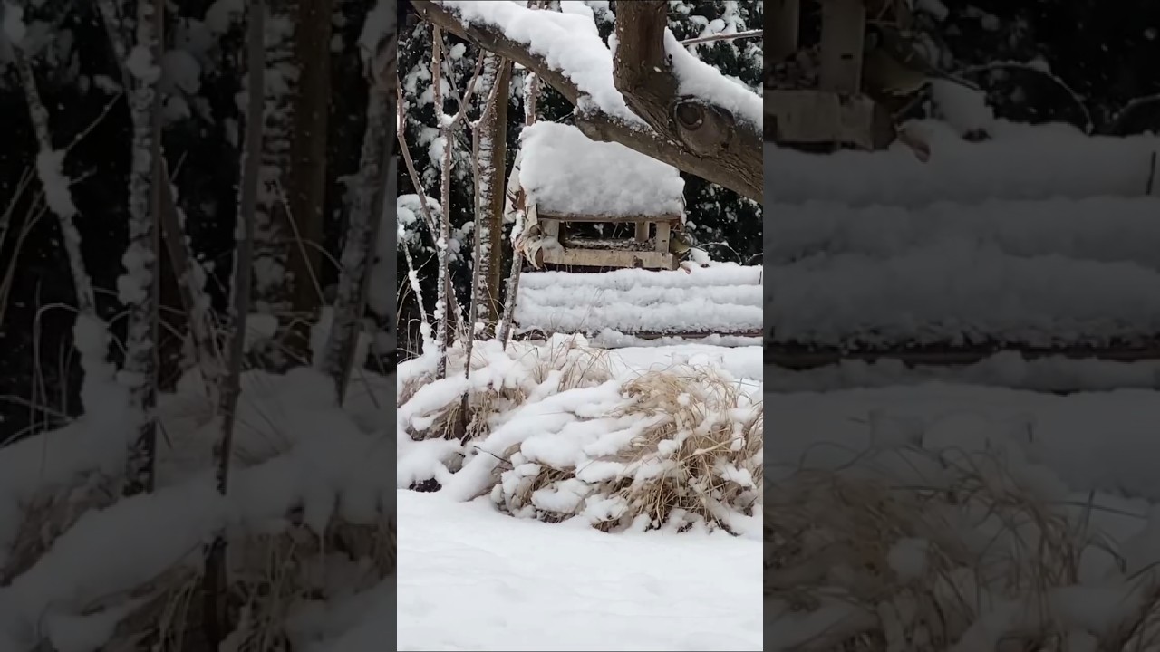 Морози і пташки 🤔🤝🐤