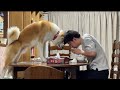 【秋田犬】もんた君と晩飯バトル　[Akita Dog] Dinner battle with Monta-kun