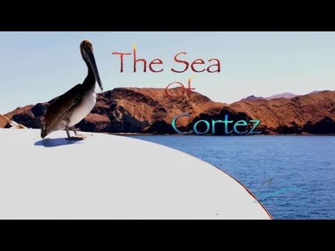 Dive the Sea of Cortez with Mexico Liveaboards!