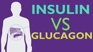 Insulin Vs Glucagon - GLUCOSE HOMEOSTASIS - EXPLAINED IN 2 MINUTES