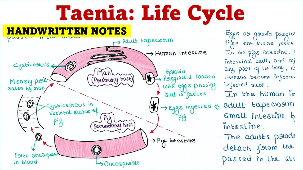 Taenia | Life Cycle - YouTube
