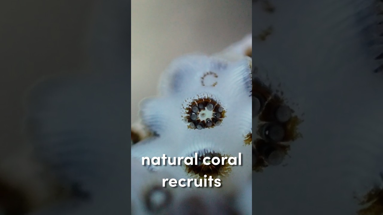 Подсчет новых коралловых популяций на нашем рифе.