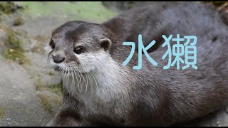 Taipei Zoo_SP09_水獺_2020年台北市立動物園