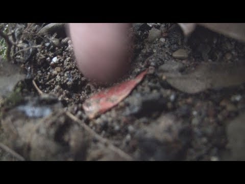 The Flake- Creek Poking 1