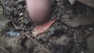 The Flake- Creek Poking 1
