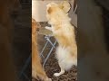 Fur babies fight for the chair!