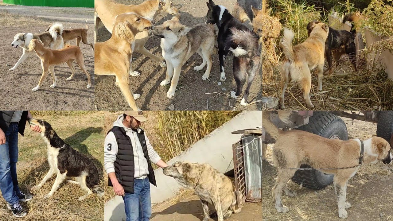 Замир мырзанын койлорун кайтарган иттер. 20дан ашык итти көрдүк