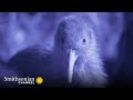 Kiwi Bird Facts and Conservation