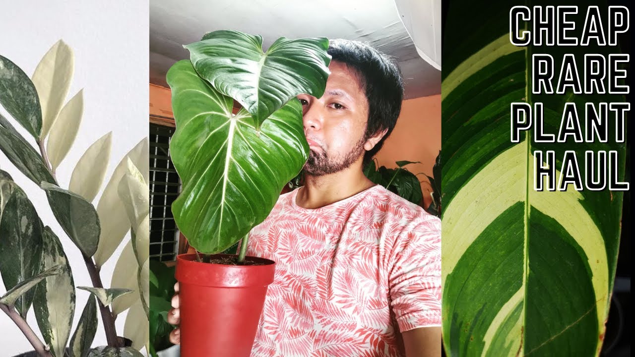 Rare Plant Haul Ft Variegated Heliconia Variegated Zz Plant Philodendron Gloriosum Youtube