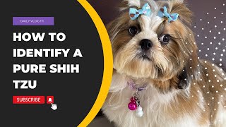 Daily Vlog 111: How to identify a pure shih tzu dog @Inseparable__hearts 