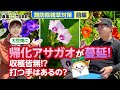 大豆畑にまん延する帰化アサガオ！大豆収穫の危機！その効果的な対策方法と驚きの効果とは！？新しい除草体系に取り組む生産者の方にお伺いしました。宮城県古川地域の帰化アサガオ対策の前編をお届けします！
