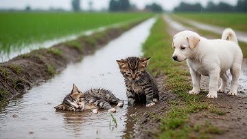 Kind Farmer Rescues Two Drenched Kittens and a Loyal Puppy During Heavy Rain