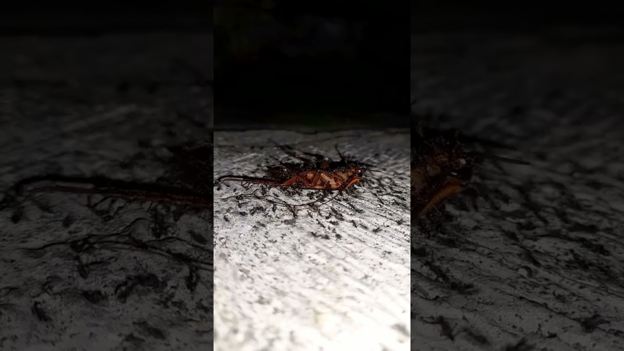 OMG !! A group of ants working together