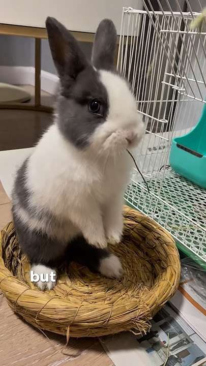 This Bunny Isn’t Even Dutch?! | 5 Dutch Rabbit Facts !