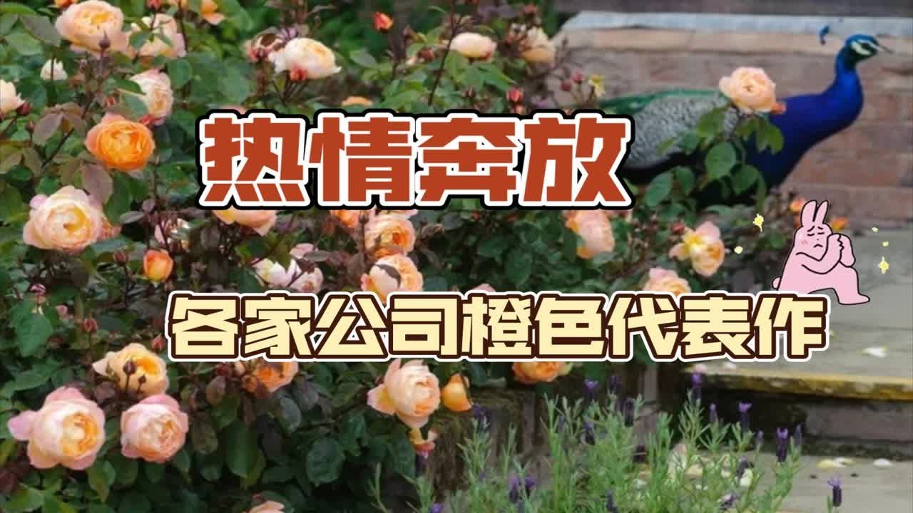 “热情奔放”橙玫瑰——世界各知名育种公司代表性橙色月季品种盘点