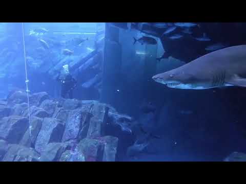 Dubai Aquarium diving 2019