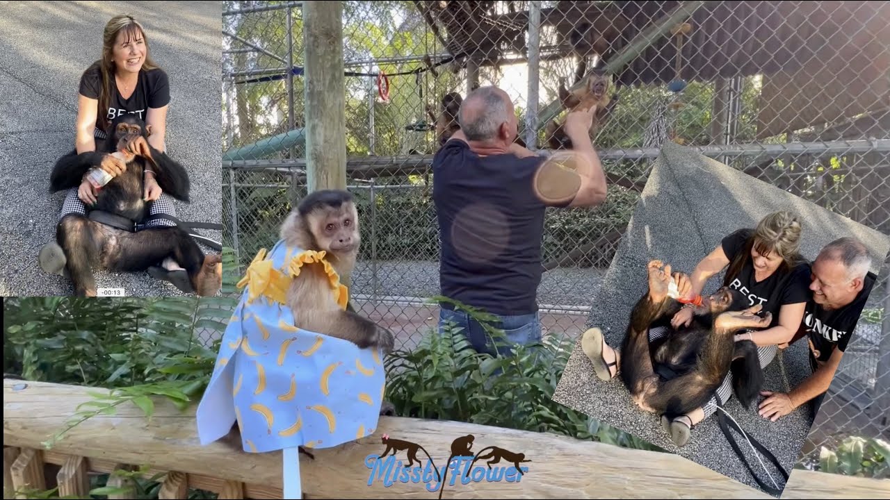 Visiting Zoological with Monkey Angelika to see Chimp Limbani, her family, friends!!